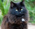 Υιοθέτησαν μαύρη αρσενική γάτα στην Αθήνα & την έχασαν στην Πάτρα