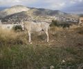 Σαλαμίνα: Τρία άλογα κινδυνεύουν παρατημένα στο ψύχος και στη βροχή
