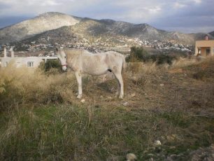 Σαλαμίνα: Τρία άλογα κινδυνεύουν παρατημένα στο ψύχος και στη βροχή