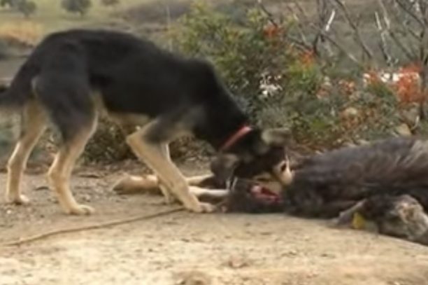 Σκύρος: Ταΐζουν τα τσοπανόσκυλα με νεκρά ζώα (βίντεο)