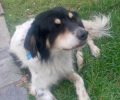 Έχασαν τον αρσενικό σκύλο Ζούζο στου Παπάγου στην Αττική