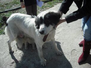 Αμπελώνας Λάρισας: Κοπάνισε τη σκυλίτσα με φτυάρι επειδή γαύγιζε για να προστατεύσει τα μικρά της