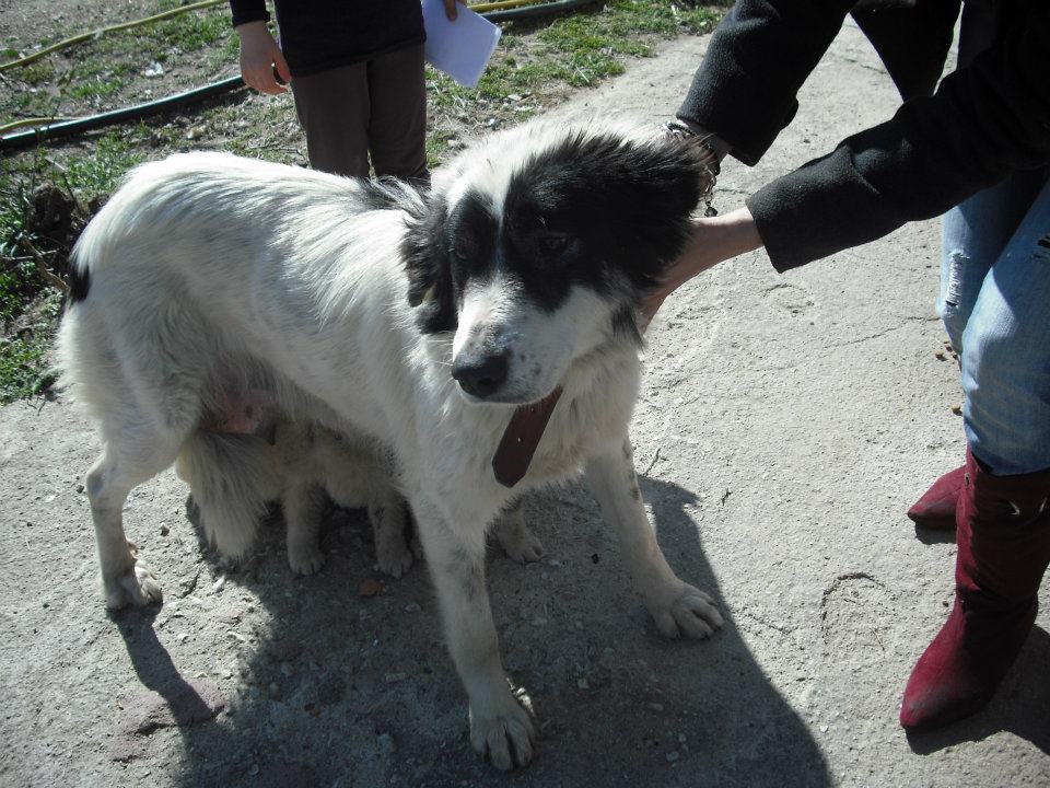 Αμπελώνας Λάρισας: Κοπάνισε τη σκυλίτσα με φτυάρι επειδή γαύγιζε για να προστατεύσει τα μικρά της