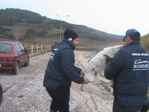 Τα σκυλιά έτρωγαν τα πτώματα των ζώων που πνίγηκαν στην Ηλεία