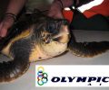Σάμος: Η θαλάσσια χελώνα γλύτωσε από το αγκίστρι, τη… «δάγκωσε» η Olympic Air