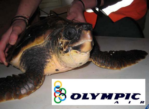 Σάμος: Η θαλάσσια χελώνα γλύτωσε από το αγκίστρι, τη… «δάγκωσε» η Olympic Air