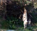 Ληξούρι Κεφαλλονιάς: Κρέμασε σκύλο στο χωράφι του!