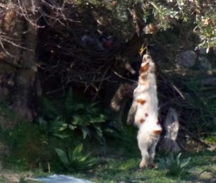 Ληξούρι Κεφαλλονιάς: Κρέμασε σκύλο στο χωράφι του!