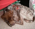 Περαία Θεσσαλονίκης: Κυνηγόσκυλο σκελετωμένο με έγκαυμα στην πλάτη