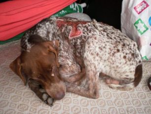 Περαία Θεσσαλονίκης: Κυνηγόσκυλο σκελετωμένο με έγκαυμα στην πλάτη