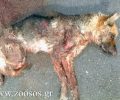 Ζητούν πληροφορίες για τον δράστη που έσερνε σκύλο στην άσφαλτο στο Πετροκεφάλι Ηρακλείου Κρήτης