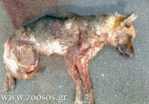 Έσερνε τον σκύλο στην άσφαλτο στο Πετροκεφάλι Ηρακλείου Κρήτης