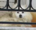 Πυλαία Θεσσαλονίκης: Κατάφεραν να σώσουν τον σκύλο που ζούσε μονίμως στο μπαλκόνι
