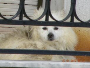 Πυλαία Θεσσαλονίκης: Κατάφεραν να σώσουν τον σκύλο που ζούσε μονίμως στο μπαλκόνι