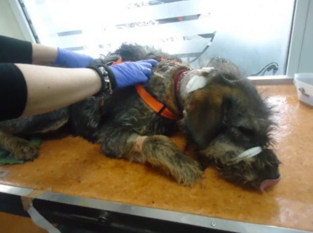 Πολίχνη Θεσσαλονίκης: Ο λαιμός του σκύλου σάπιζε από το περιλαίμιο (βίντεο)