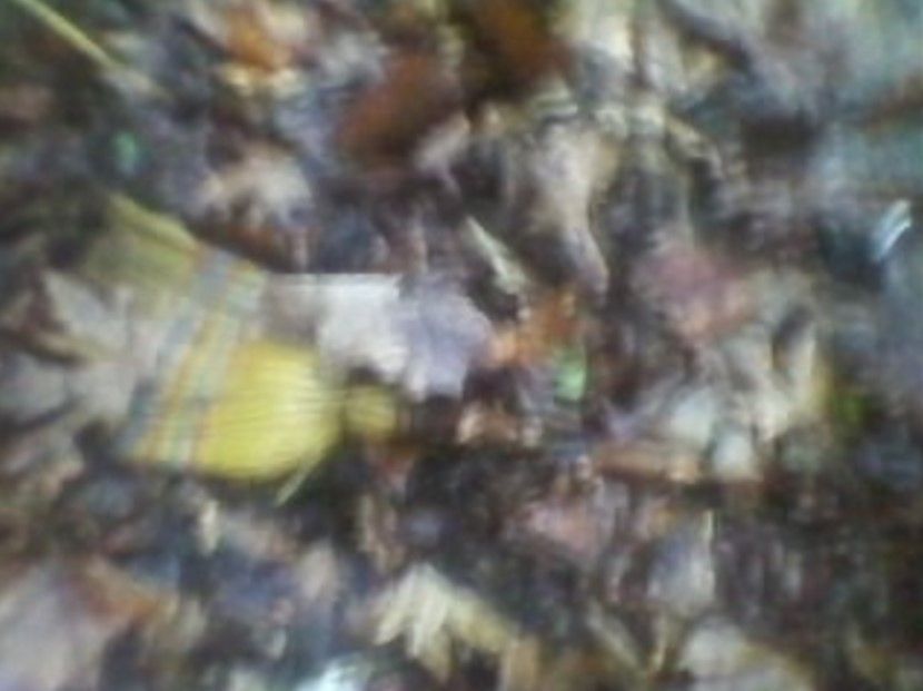 Βυρώνεια Σερρών: Κατήγγειλε το έγκλημα που διέπραξαν δύο μικρά παιδιά