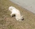 Βέροια: Ο Κάσπερ είναι ο σκύλος που περπατάει με τα δύο του πόδια! (Βίντεο)