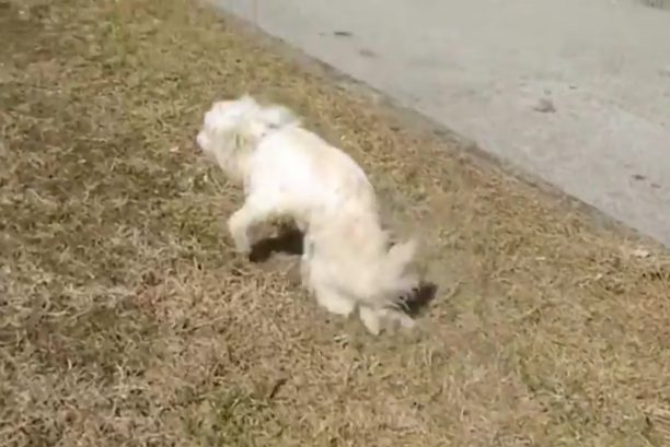 Βέροια: Ο Κάσπερ είναι ο σκύλος που περπατάει με τα δύο του πόδια! (Βίντεο)