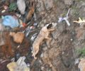 Σκύλος μια εβδομάδα εγκλωβισμένος σε βάραθρο – χωματερή στη Μονεμβασιά (βίντεο)