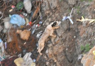 Σκύλος μια εβδομάδα εγκλωβισμένος σε βάραθρο – χωματερή στη Μονεμβασιά (βίντεο)