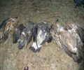 Τοξικό εντομοκτόνο σκότωσε τα πτωματοφάγα πουλιά στα στενά του Νέστου