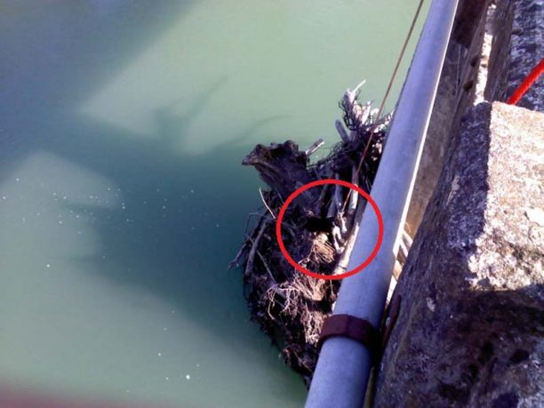 Νεράιδα Θεσπρωτίας: Πέταξε ζωντανή τη σκυλίτσα στο ποτάμι μετά από τροχαίο! (Βίντεο)