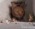 Αποκλειστικό: Χτίσανε ζωντανή γάτα μέσα σε ντουβάρι στη Θεσσαλονίκη! (Βίντεο)