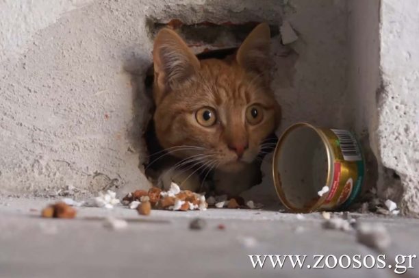 Αποκλειστικό: Χτίσανε ζωντανή γάτα μέσα σε ντουβάρι στη Θεσσαλονίκη! (Βίντεο)
