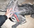 Χίος: Έδεσαν τον φαλλό του σκύλου για να τον βασανίσουν