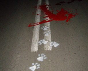 Δύο αρκούδες νεκρές σε μερικές ώρες σε Κοζάνη και Γρεβενά