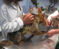 Βάζουν θηλιές - παγίδες για τις αλεπούδες και στη Νέα Μάκρη Αττικής