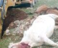 Εκτέλεσαν 9 άγρια άλογα στην Ορεινή Κορινθία (βίντεο)
