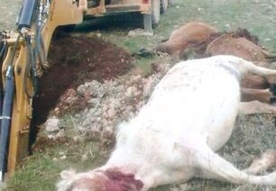 Εκτέλεσαν 9 άγρια άλογα στην Ορεινή Κορινθία (βίντεο)