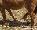 N. Διακάκης, ιππίατρος: Απερίγραπτo μαρτύριο η παστούρα και η μη παροχή νερού σε άλογα, γαϊδούρια, μουλάρια (ηχητικό)