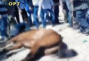 Επιτάλιο Ηλείας: Πέθανε άλογο που συμμετείχε στο έθιμο της κουλούρας (βίντεο)