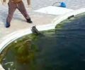 3 μικροί τύραννοι βασανίζουν γάτα σε πισίνα ξενοδοχείου στην Αμοργό
