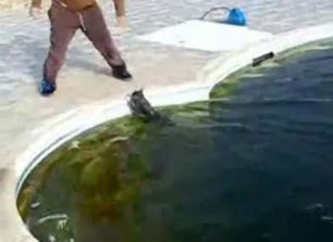 3 μικροί τύραννοι βασανίζουν γάτα σε πισίνα ξενοδοχείου στην Αμοργό