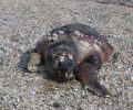 Και νεκρή θαλάσσια χελώνα caretta - caretta στην παραλία Θηνών της Ηλείας
