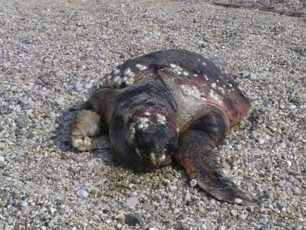 Και νεκρή θαλάσσια χελώνα caretta - caretta στην παραλία Θηνών της Ηλείας