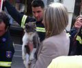 Ηράκλειο Κρήτης: Πυροσβέστες έσωσαν την γάτα που έμεινε χωρίς τροφή-νερό 5 μέρες πάνω σε δέντρο
