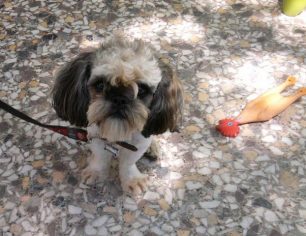 Χάθηκε σκύλος στην Κάντζα Παλλήνης στην Αττική