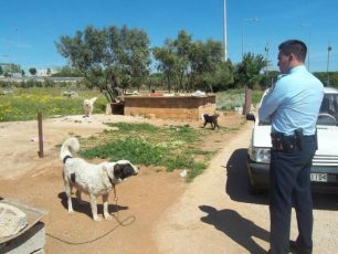 Έφοδος σε παράνομο εκτροφείο - κολαστήριο ζώων στο Κορωπί Αττικής