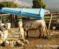 Κρυονέρι: Πρόβατα, αγελάδες, κότες και σκυλιά ζουν μαρτυρικά μέσα σε «στάνη» (βίντεο)