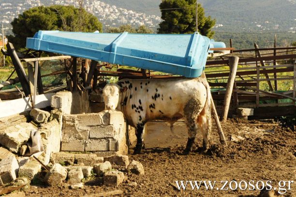 Κρυονέρι: Πρόβατα, αγελάδες, κότες και σκυλιά ζουν μαρτυρικά μέσα σε «στάνη» (βίντεο)