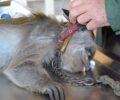 Σε πετ σοπ στο Μενίδι Αττικής βρέθηκε μαϊμού δεμένη με αλυσίδα σε μικρό κλουβί