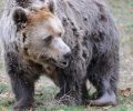 Πέθανε σε ηλικία 23 χρόνων η αρκούδα - χορεύτρια που σώθηκε από τον ΑΡΚΤΟΥΡΟ