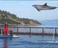 Ένα μήνυμα για όλο τον κόσμο από Τομ και τον Μίσα, τα δελφίνια που απελευθερώθηκαν στην Τουρκία