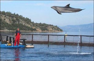 Ένα μήνυμα για όλο τον κόσμο από Τομ και τον Μίσα, τα δελφίνια που απελευθερώθηκαν στην Τουρκία