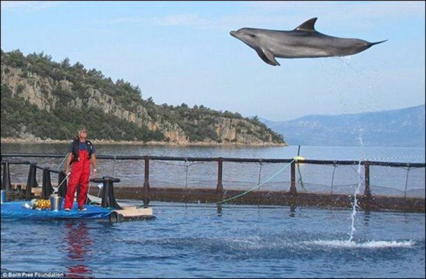 Ένα μήνυμα για όλο τον κόσμο από Τομ και τον Μίσα, τα δελφίνια που απελευθερώθηκαν στην Τουρκία