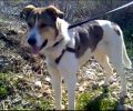 Ελευσίνα: Ο σκύλος βρέθηκε δεμένος με σύρμα του αξίζει μια οικογένεια που να τον αγαπά (βίντεο)